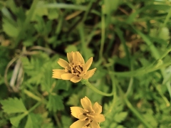 Lapsanastrum apogonoides