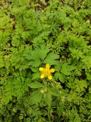 Ranunculus chinensis