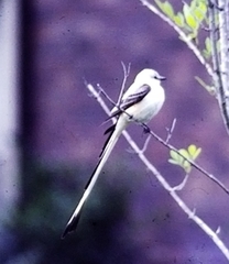 Tyrannus forficatus
