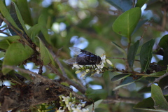 Copestylum mexicanum