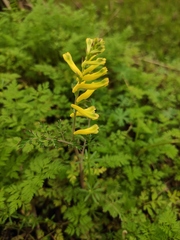 Corydalis balansae