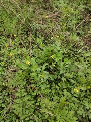 Ranunculus chinensis