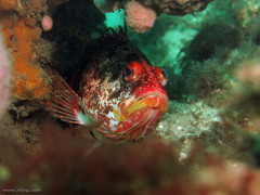 Hypoplectrodes nigroruber