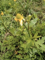 Ranunculus chinensis