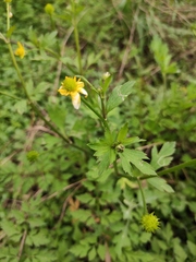 Ranunculus chinensis