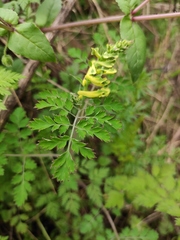 Corydalis balansae