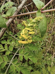 Corydalis balansae