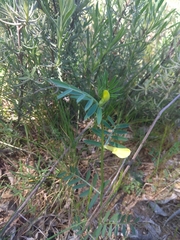 Vicia lutea