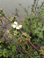 Spiraea thunbergii