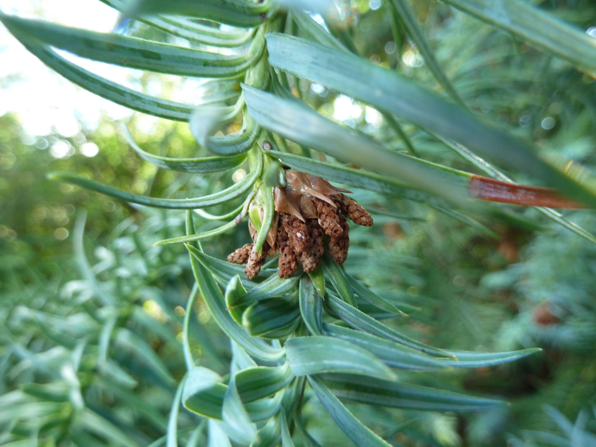 Cunninghamia