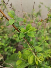 Spiraea thunbergii