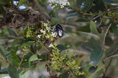 Copestylum mexicanum