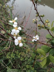 Spiraea thunbergii
