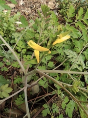 Corydalis balansae