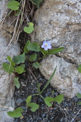 Viola sieheana