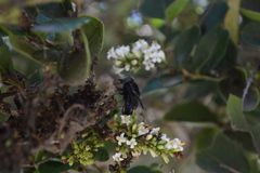 Copestylum mexicanum