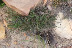 Muraltia orbicularis