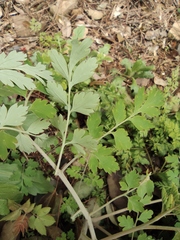 Corydalis balansae