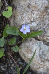 Viola sieheana