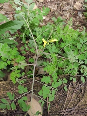 Corydalis balansae