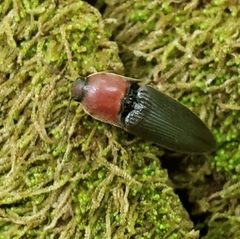 Ampedus rubricollis