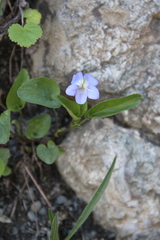 Viola sieheana