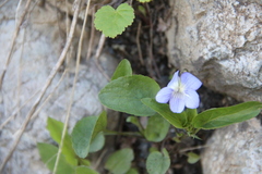 Viola sieheana