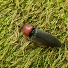 Ampedus rubricollis