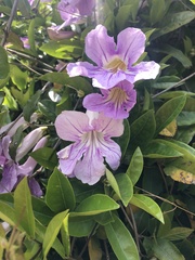 Bignonia callistegioides