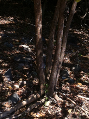 Terminalia porphyrocarpa