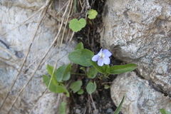 Viola sieheana