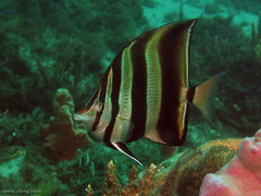 Chelmonops truncatus