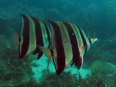 Chelmonops truncatus