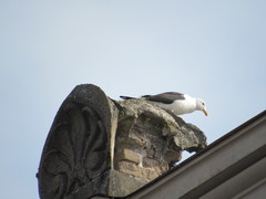 Larus fuscus