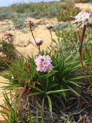 Armeria welwitschii