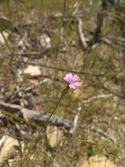 Petrorhagia nanteuilii