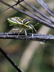 Mormidea triangularis
