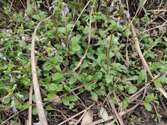 Mazus stachydifolius
