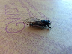 Yoyetta spectabilis