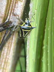Mormidea triangularis