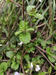 Mazus stachydifolius