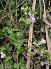 Mazus stachydifolius