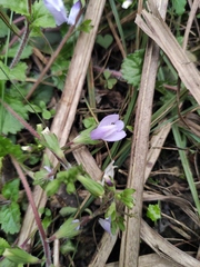 Mazus stachydifolius