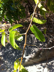 Cissus oblonga