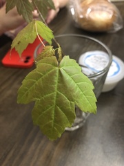 Acer rubrum