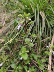 Mazus stachydifolius