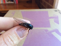 Yoyetta spectabilis
