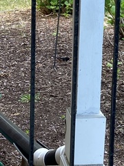 Pipilo erythrophthalmus