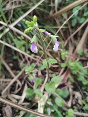 Mazus stachydifolius