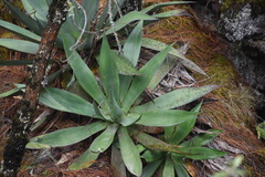 Agave obscura
